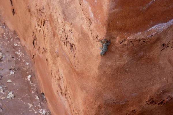 克里特岛Malia Minoan宫挖掘工作中的蜥蜴 — 图库照片