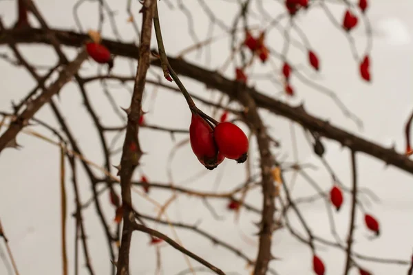 冬の雪を背景に乾燥した茂みに赤いバラの腰 — ストック写真