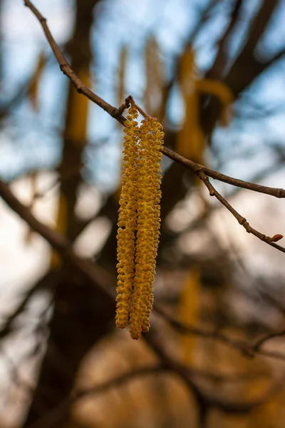 Birch Buds Close Early Spring — Stock Photo, Image