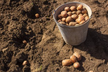 Patatesler eski bir kovada. Patates ekiyorum.