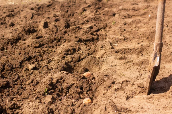 Planting Potatoes Old Shovel Stuck Ground — Stock Photo, Image