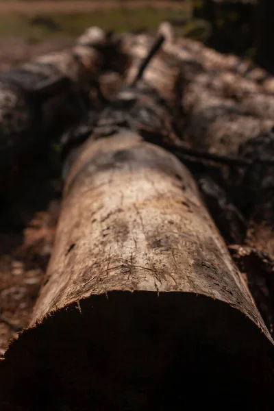 Πεσμένο Δέντρο Χωρίς Φλοιό Στο Κοντινό Δάσος — Φωτογραφία Αρχείου