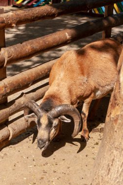 Cameroon sheep in Odessa Zoo, Ukraine