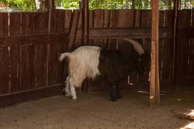 Valais Blackneck in Odessa Zoo, Ukraine