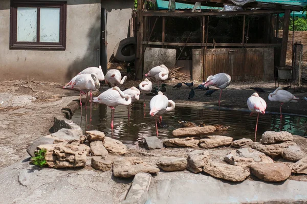 Group Flamingos Phoenicopterus Odessa Zoo Ukraine — Stockfoto