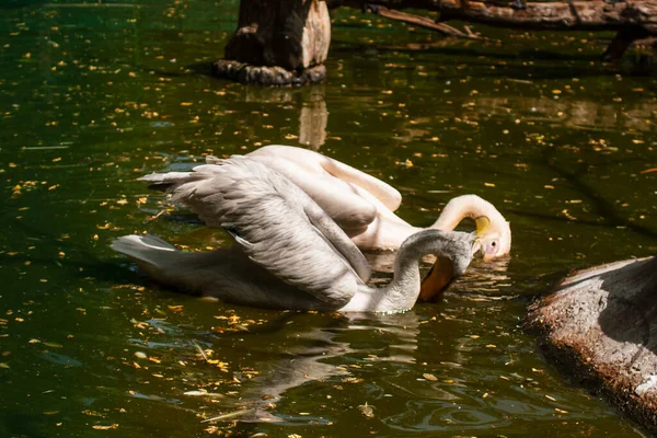 Two Swimming White Pelicans Odessa Zoo Ukraine — Fotografia de Stock