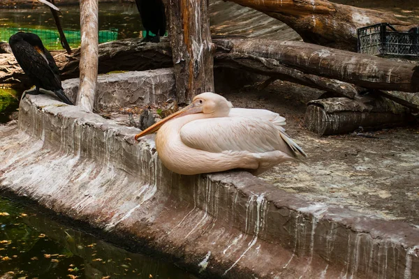 Sitting White Pelican Odessa Zoo Ukraine — Stockfoto