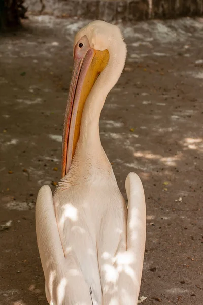 White Pelican Head Odessa Zoo Ukraine — Stockfoto