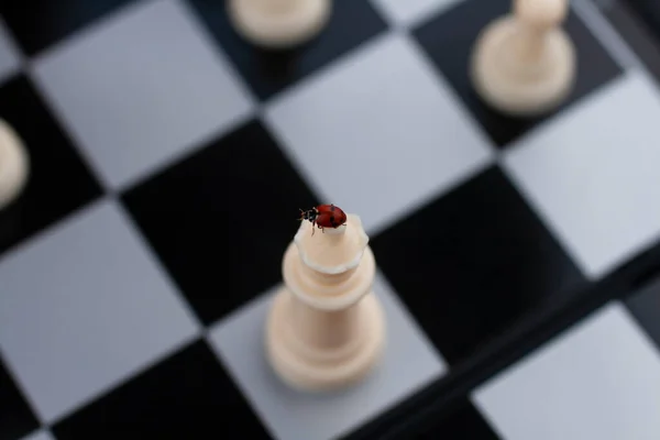 Ladybug Chess King Close Photo Blurred Chessboard Imagen de archivo