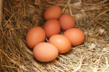 Taze tavuk yumurtaları samanlıkta yatar. Tarım ve doğal ürünler kavramı.