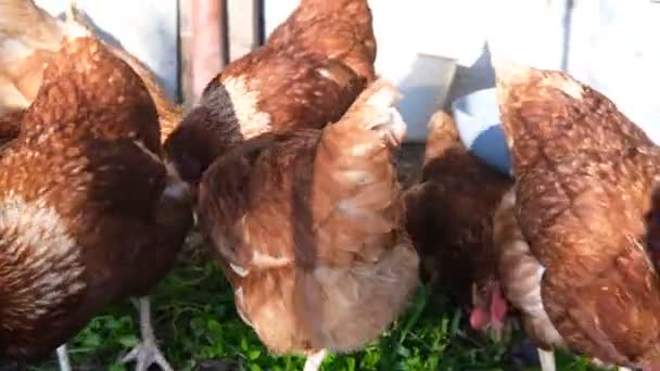 Brown hens and rooster walk in the chicken coop and eat grass feed. Concept of healthy eating and natural village products. — Stock Video
