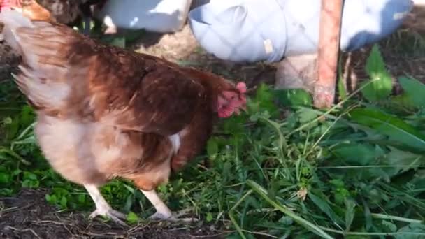 Gallinas marrones y gallos caminan en el gallinero y comen pasto. Concepto de alimentación saludable y productos naturales del pueblo. — Vídeo de stock