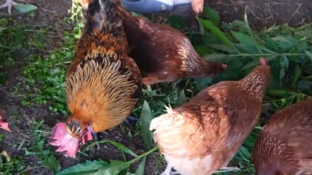 Gallinas marrones y gallos caminan en el gallinero y comen pasto. Concepto de alimentación saludable y productos naturales del pueblo. — Vídeo de stock