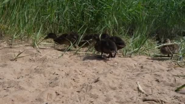 Los patitos salieron de un arroyo cubierto de hierba para comer.. — Vídeos de Stock