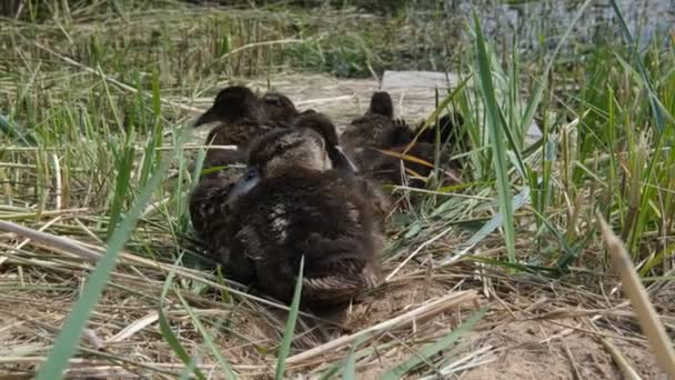 Ducklings vyšel z potoka zarostlého trávou k jídlu. — Stock video