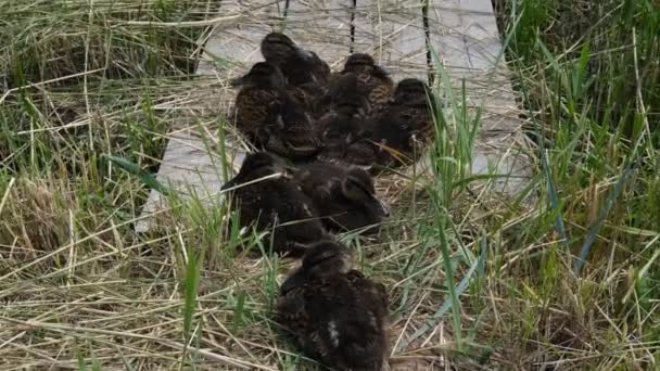 Ducklings vyšel z potoka zarostlého trávou k jídlu. — Stock video