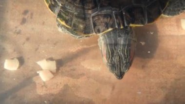 Kaplumbağa küçük bir akvaryumda yüzer ve tavuk eti yer..