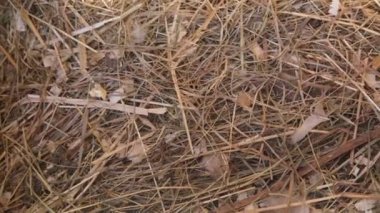 Taze kahverengi tavuk yumurtaları, çiftçilik, tarım ve çiftlik ürünleri kavramının üzerine kuruludur..