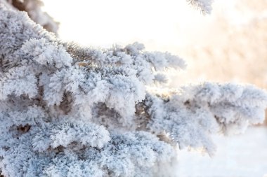 Karla kaplı güzel kış manzarası. Pençeler, kardaki çam dalları. Noel manzarası. Seçici odaklanma. Bulanık arkaplan.