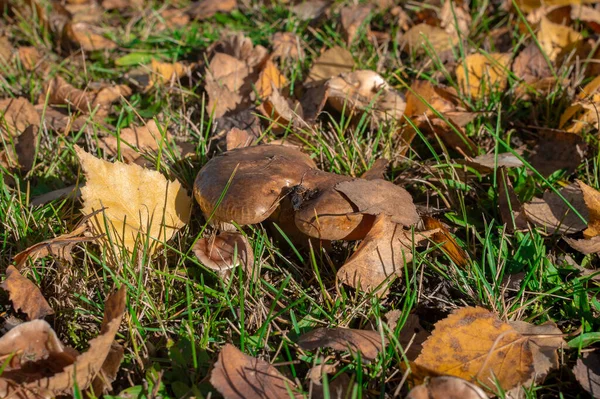 Las Setas Venenosas Campo Crecen Hierba Verde Entre Las Hojas — Foto de Stock