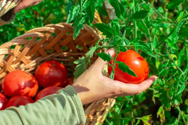 Collecting Tomatoes Basket Close Agriculture Gardening Concept Focus Tomato — Stockfoto