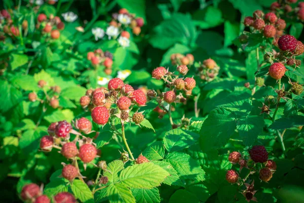 Frambuesas rojas que maduran en un arbusto de frambuesa. Primer plano. Enfoque suave selectivo. —  Fotos de Stock
