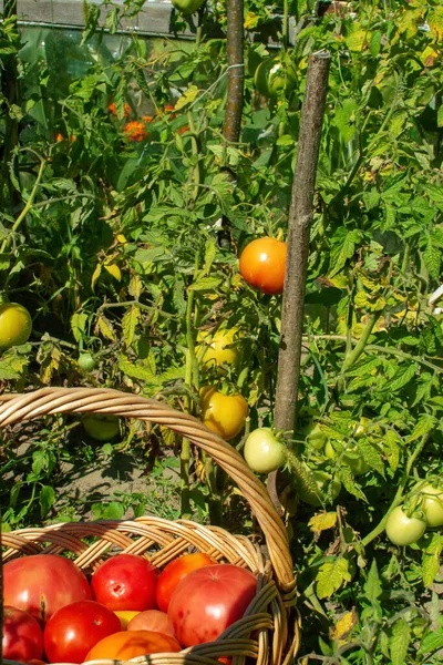 Ein Weidenkorb voller großer roter Tomaten steht auf einer Plantage mit Tomatenanbau. Erntezeit für Tomaten. — Stockfoto