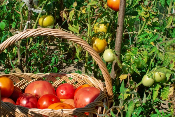 Ein Weidenkorb voller roter reifer Tomaten steht auf einem Bauernhof inmitten einer Tomatenplantage. Niemand, Gemüseerntezeit — Stockfoto