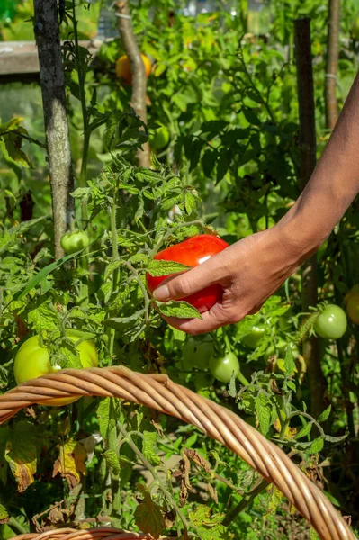 Tangan seorang wanita muda memetik tomat merah matang dari semak-semak. Memanen tomat. Close-up, tilikan samping — Stok Foto
