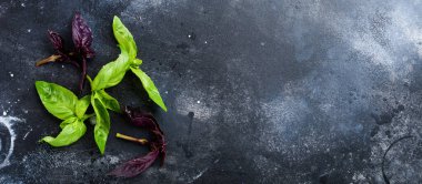 Koyu eski bir masa arka plan üzerinde taze yeşil fesleğen Dalları. Düz yatıyordu