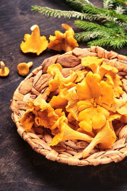 Orman mantarları ve orman yosunları eski ahşap bir arka planda. Kahverengi desenli arka planda rafadan tabakta pişmemiş çiğ. Model yap. Üst görünüm.