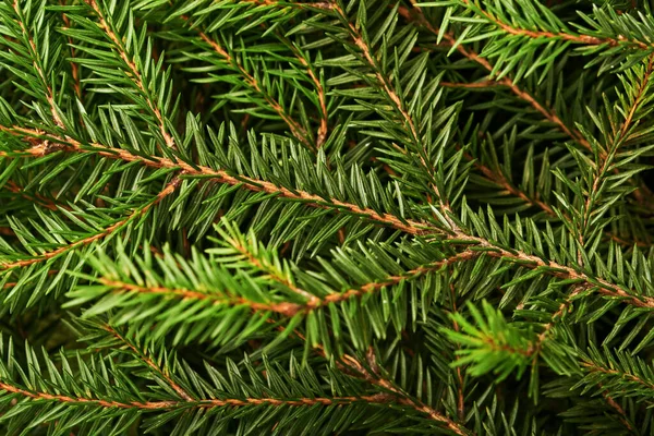 Jedle Pozadí Textura Pro Větve Vánočních Stromků Horní Pohled Kopírovat Stock Snímky