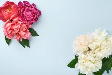 Güzel kırmızı, pembe ve beyaz şakayık çiçekleri mavi arka planda, üst manzara, fotokopi alanı, düz yatak. Sevgililer Günü, Düğün ve Anneler Günü geçmişi.