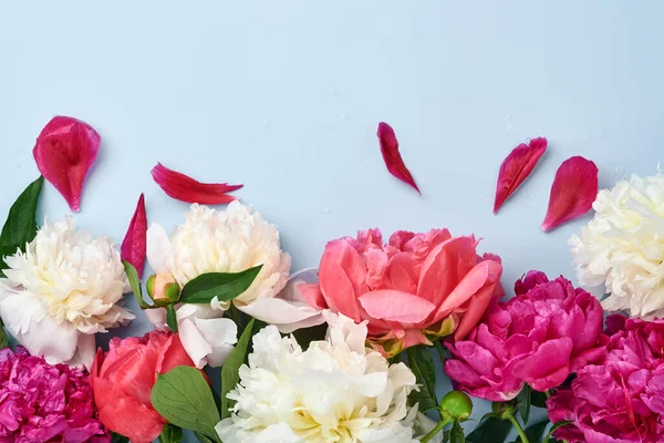 Beau Bouquet Fleurs Pivoine Rouge Rose Blanc Sur Fond Bleu — Photo