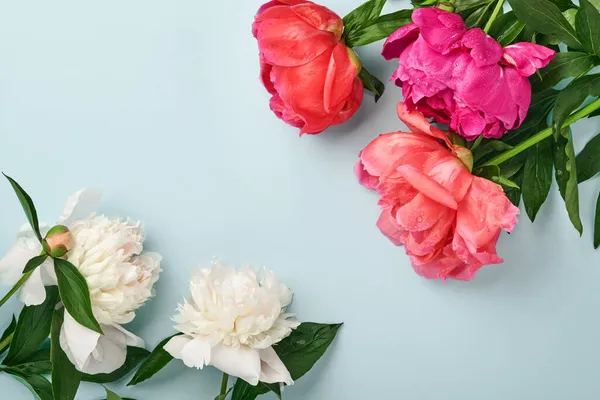 Beau Bouquet Fleurs Pivoine Rouge Rose Blanc Sur Fond Bleu — Photo