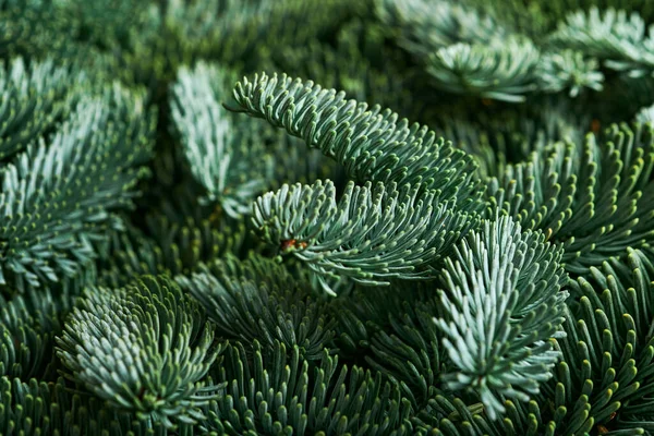Christmas Background Wild Fir Tree Branches Holy Plant Pinecones Border — Stock Photo, Image