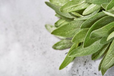 Adaçayı taze yeşil yapraklar. Bitki çayı soyut doku arkaplanı. Doğa kavramları. Yumuşak ve seçici odaklanma. Doku. Model.