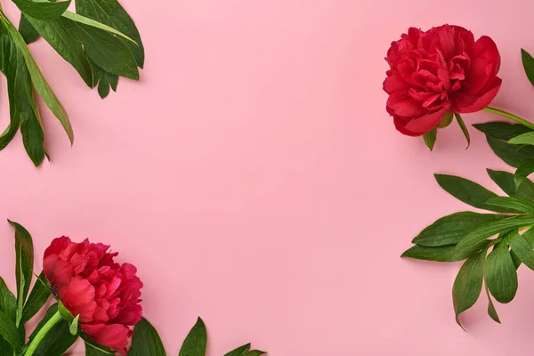 Beau Bouquet Fleurs Pivoine Rouge Sur Fond Rose Vue Sur — Photo