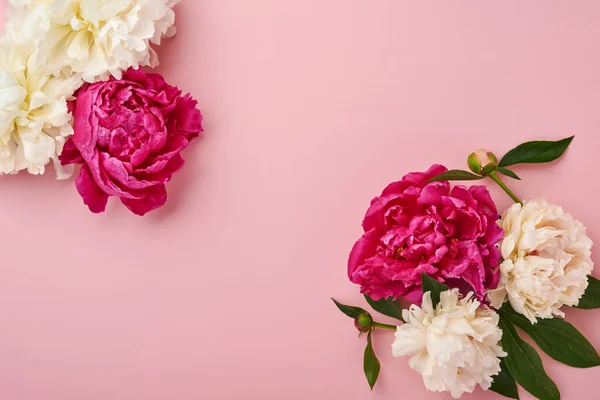 Beau Bouquet Fleurs Pivoine Rouge Rose Blanc Sur Fond Rose — Photo