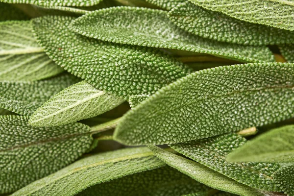 Saggio Mucchio Foglie Verdi Fresche Erba Salvia Texture Astratta Sfondo — Foto Stock