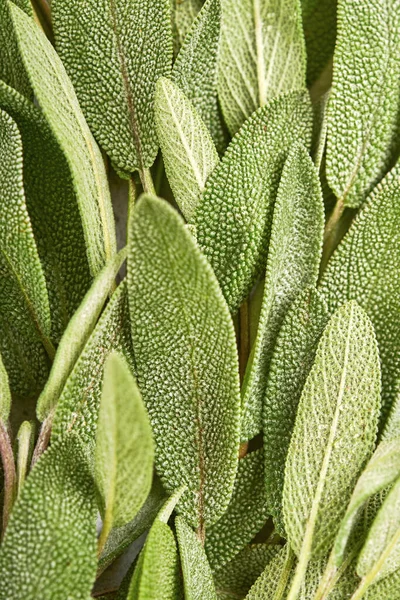 Sage Bunch Fresh Green Leaves Herb Sage Abstract Texture Background — Stock Photo, Image