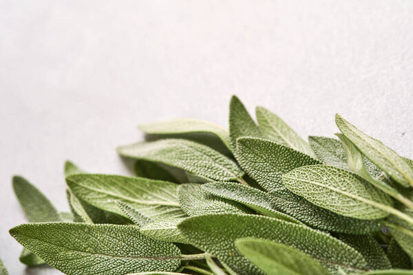 Sage. Bunch of fresh green leaves. Herb sage abstract texture background. Nature concepts. Soft and selective focus. Texture. Mock up. Top view with copyspace.
