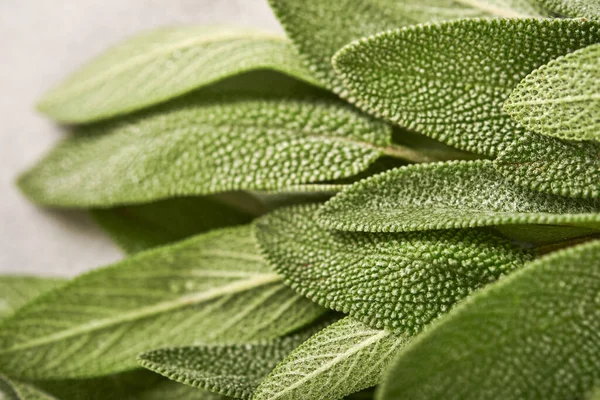 Sage Bunch Fresh Green Leaves Herb Sage Abstract Texture Background — Stock Photo, Image