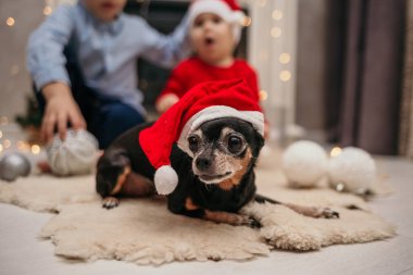 Kırmızı Noel şapkalı cüce bir köpek kürk halısında çocukların yanında yatıyor.