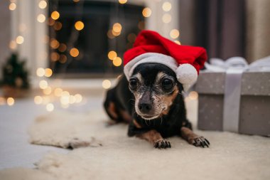 Yeni yıl kırmızı şapkalı cüce bir köpek odadaki kürk halısında oturuyor.