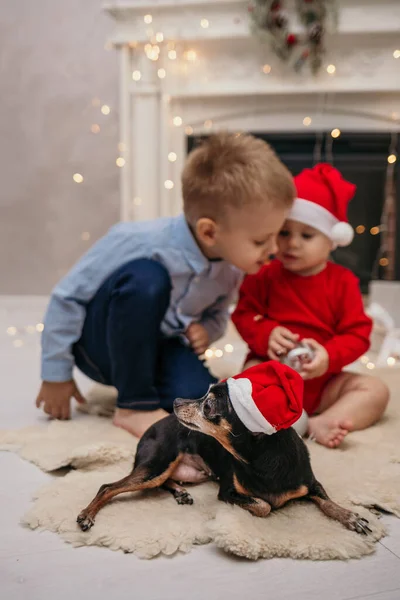 赤いクリスマスの帽子をかぶった小人のピンチャー犬が子供の遊びの横にある毛皮の敷物に横たわっています — ストック写真
