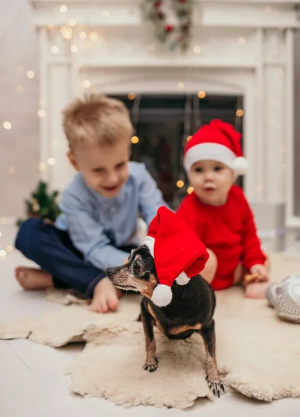 クリスマスの帽子の小さな子供たちは部屋の暖炉の近くに座っていて ドワーフのピンチャー犬と遊んでいます — ストック写真