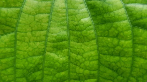 Fresh Green Betel Leaf Appropriate Eating Betel Leaf Medicine Green — Stock Photo, Image