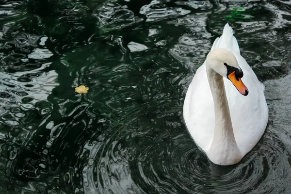 Cisne Branco — Fotografia de Stock