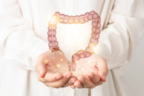 Doktor ellerinde sağlıklı kalın bağırsak anatomisi. Sağlıklı bağırsak sindirimi, kolon kanseri taraması, bağırsak hastalığı tedavisi veya kolorektal kanser farkındalığı kavramı.